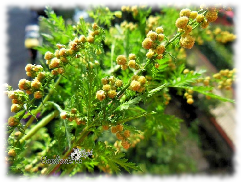 Artemisia annua - Ajenjo dulce - 10000 semillas