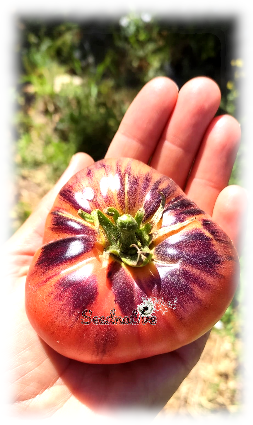 Tomate Blue beauty - 25 semillas - var. tomate antiguo