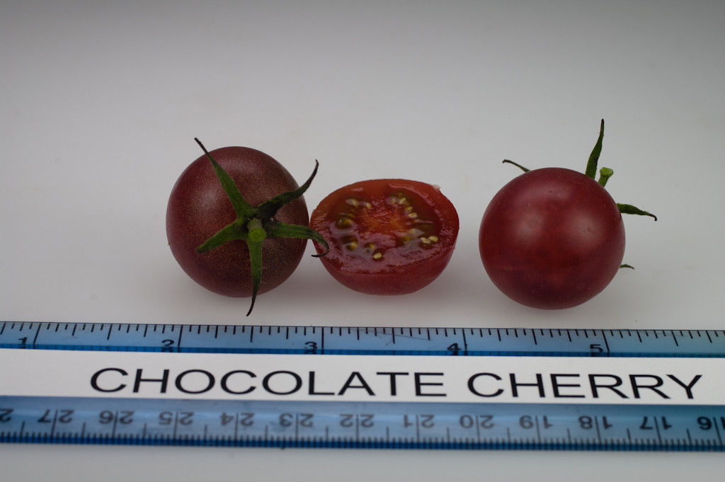 Tomate Chocolate Cherry - 100 semillas