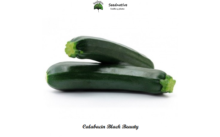 Calabacin Black Beauty - 50 semillas 
