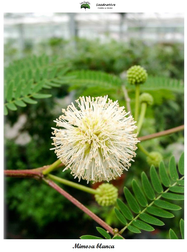 Leucaena leucocephala - Mimosa blanca - 50 semillas