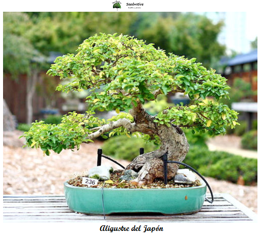 Ligustrum japonicum - Aligustre del Japón - 150 semillas