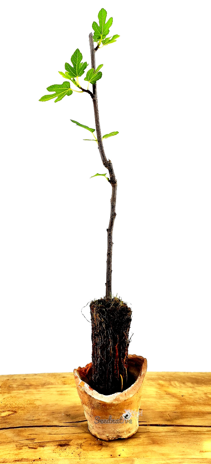 Planta de Higuera - Ficus carica - 2 Años 