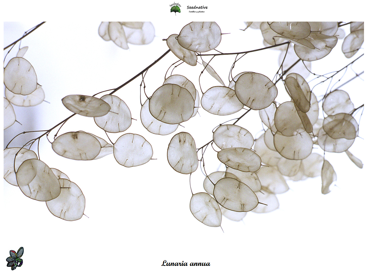 Lunaria annua - Lunaria - 50 semillas - seeds