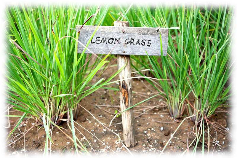 Cymbopogon flexuosus - Lemongrass - 1500 semillas
