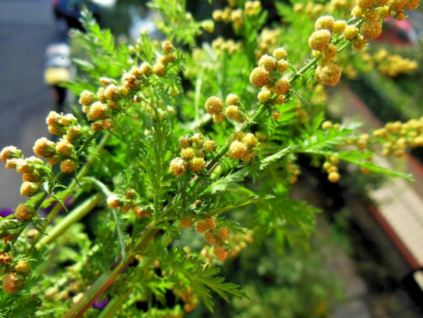 Artemisia annua, El ajenjo dulce y milagroso