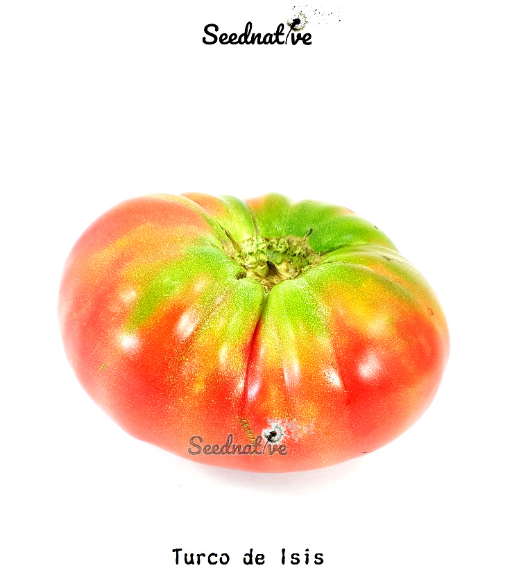 Tomate Turco - 20 semillas - var. tomate antiguo 
