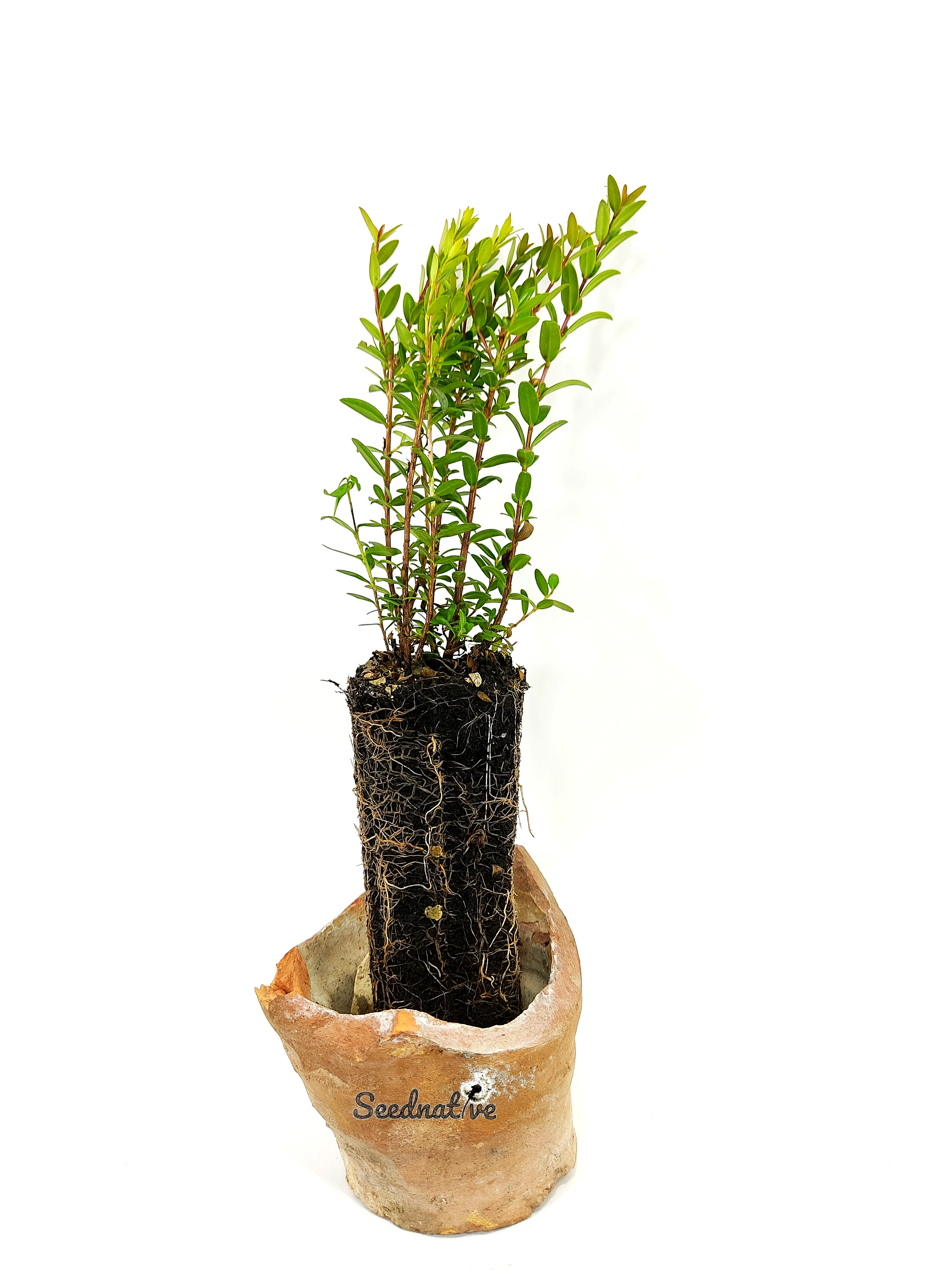 Planta de Mirto - Myrtus communis tarentina - 2 Años 