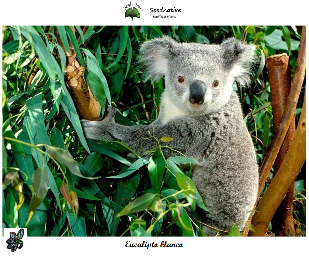 Eucalipto blanco - Eucalyptus globulus - 100 semillas