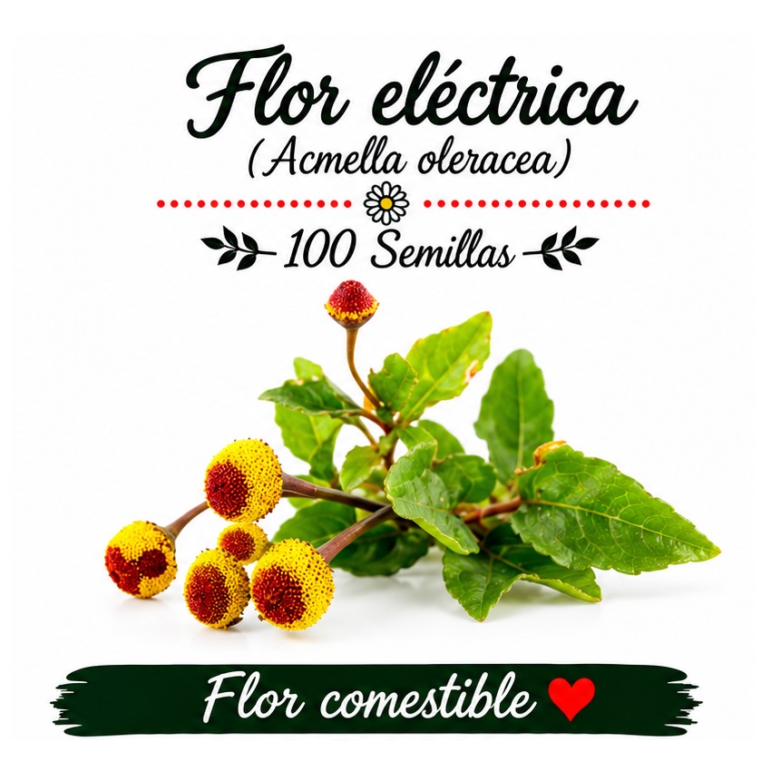 Acmella oleracea - Flor eléctrica - 100 semillas