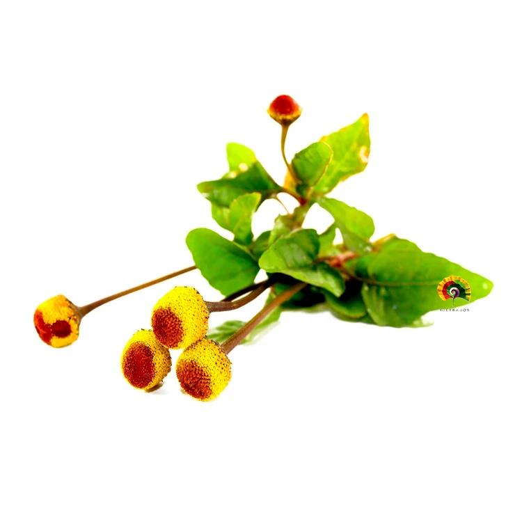 Acmella oleracea - Flor eléctrica - 100 semillas