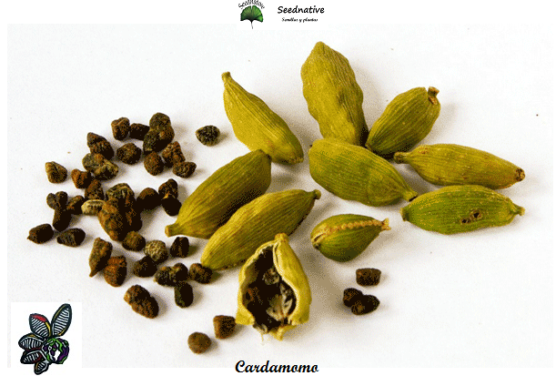 Cardamomo - Elettaria cardamomum - 10 semillas