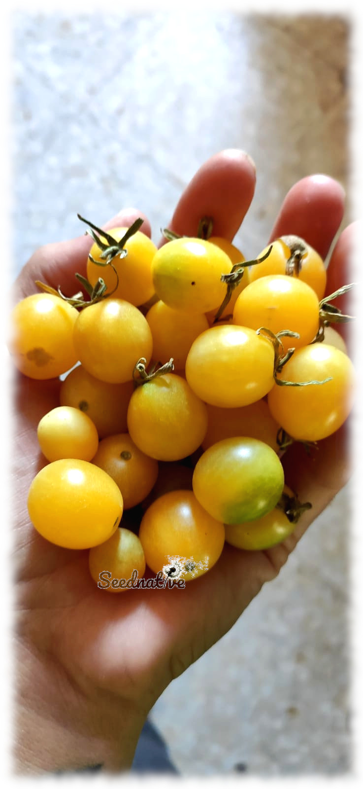 Tomate Cereza blanca - 50 semillas 