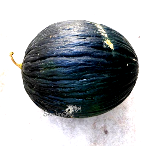 Melón tendral negro tardío - 100 semillas