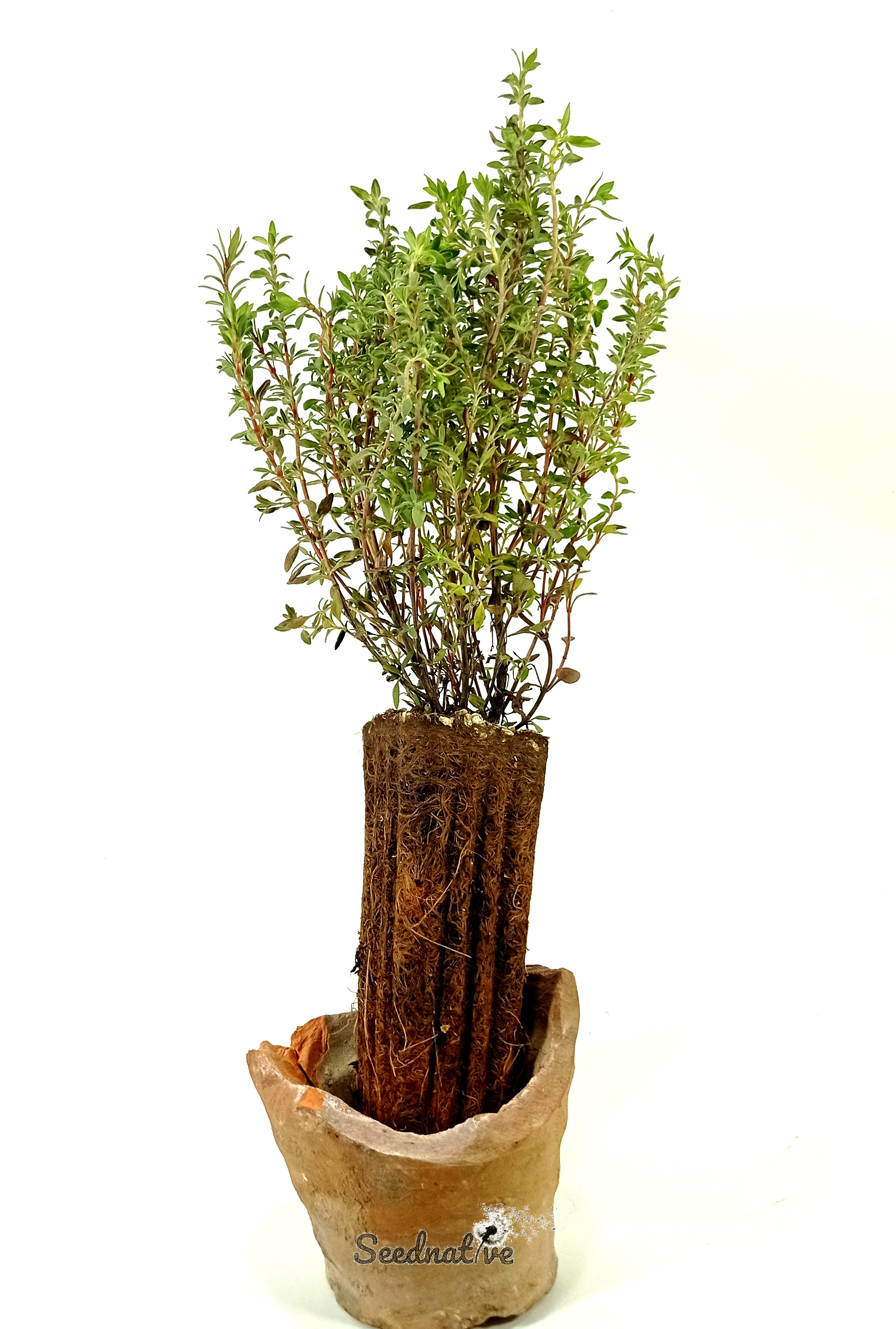 Planta Tomillo blanco - Thymus mastichina - 2 Años