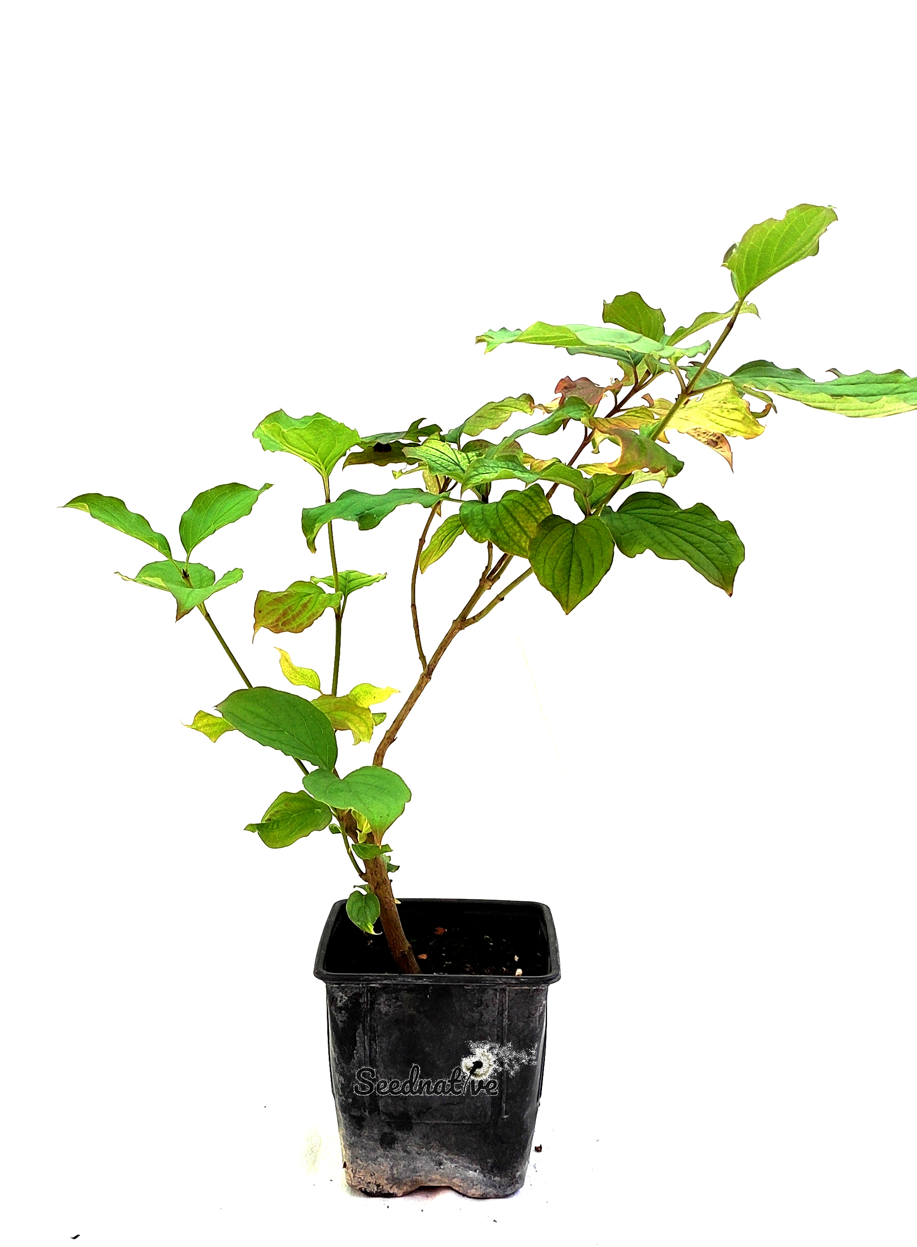 Planta de Cornejo rojo - Cornus sanguinea