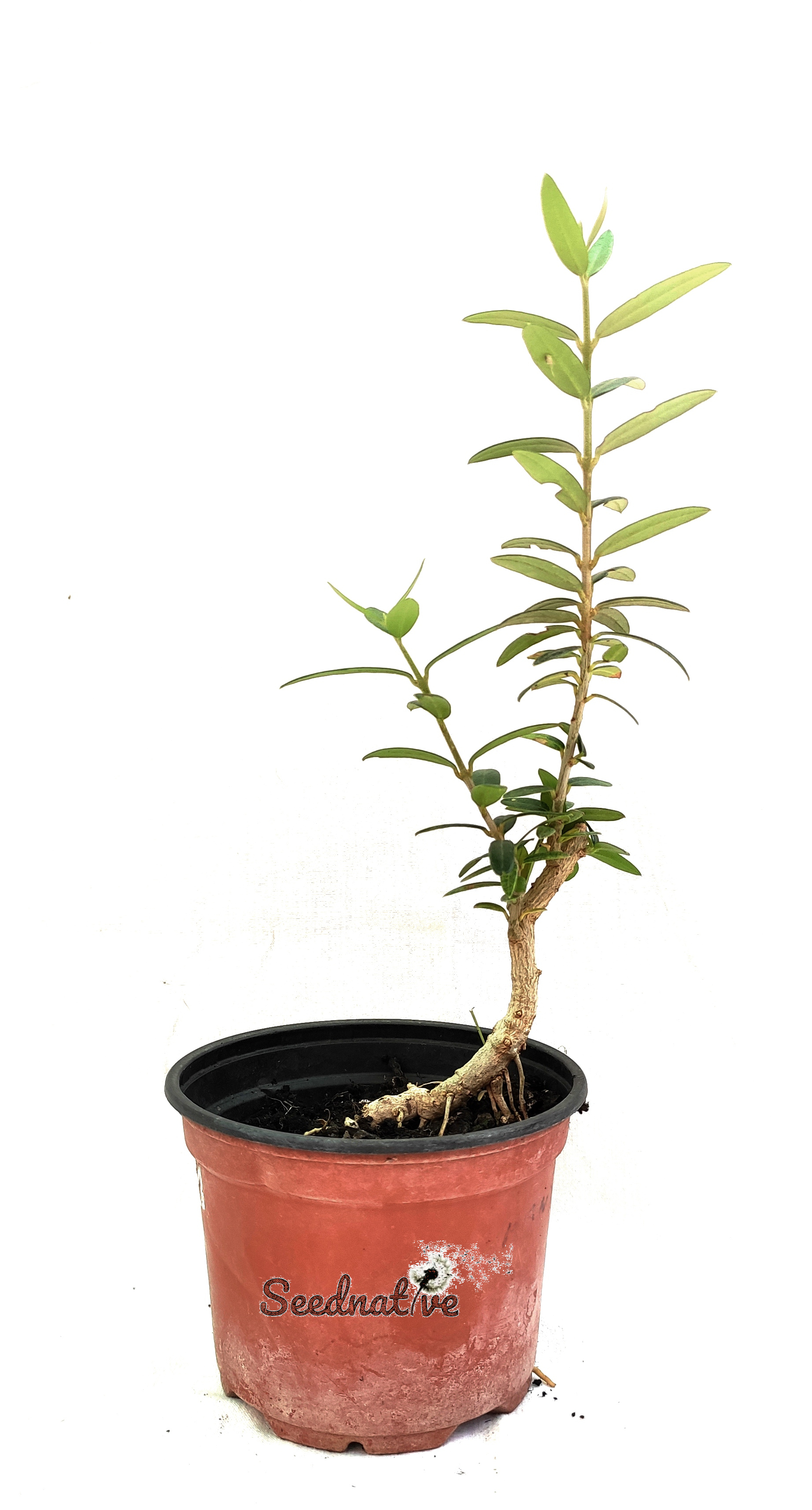 Planta de Acebuche - Olea europaea var. sylvestris 