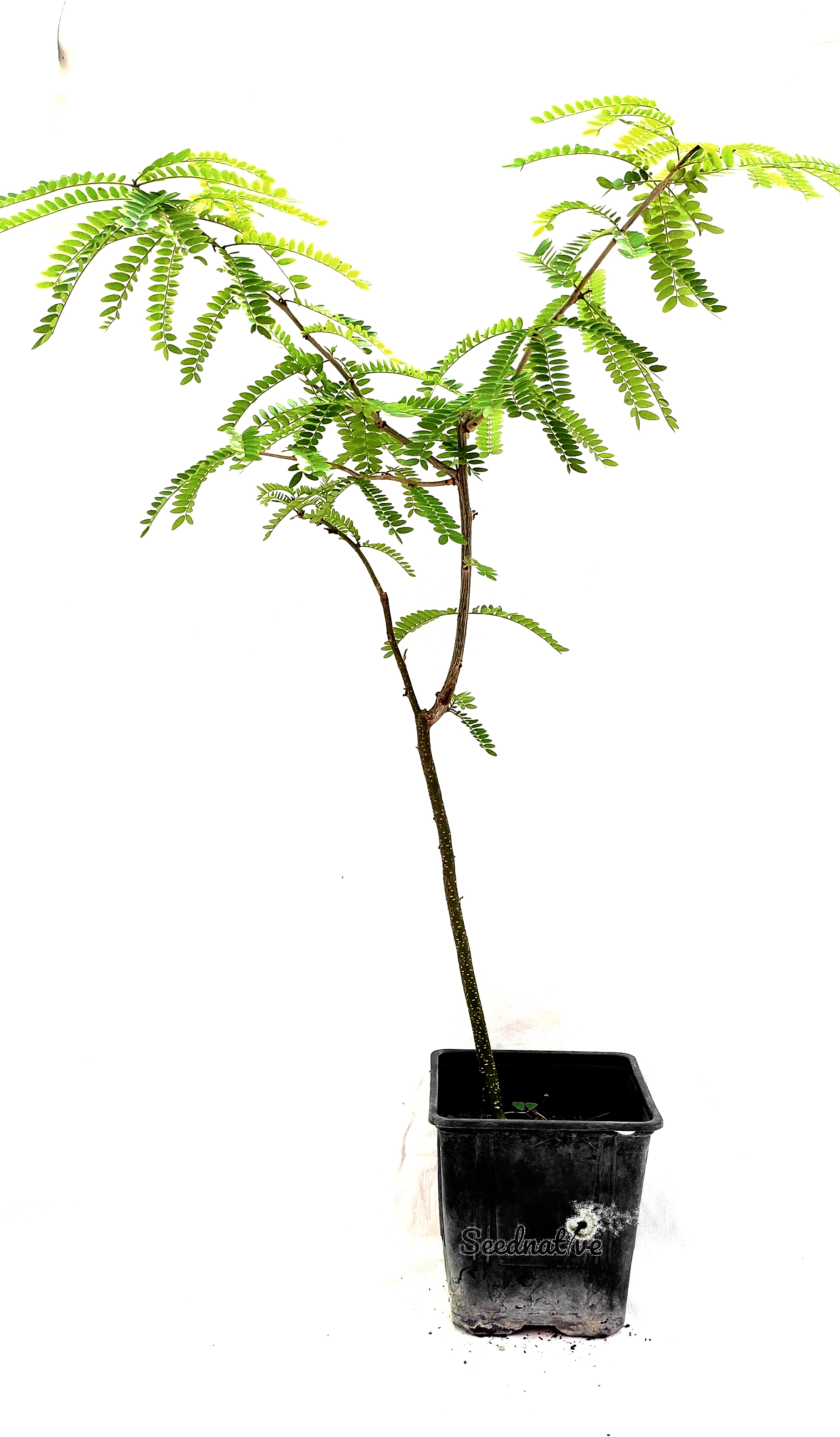 Planta de Acacia de las tres espinas - Gleditsia triacanthos