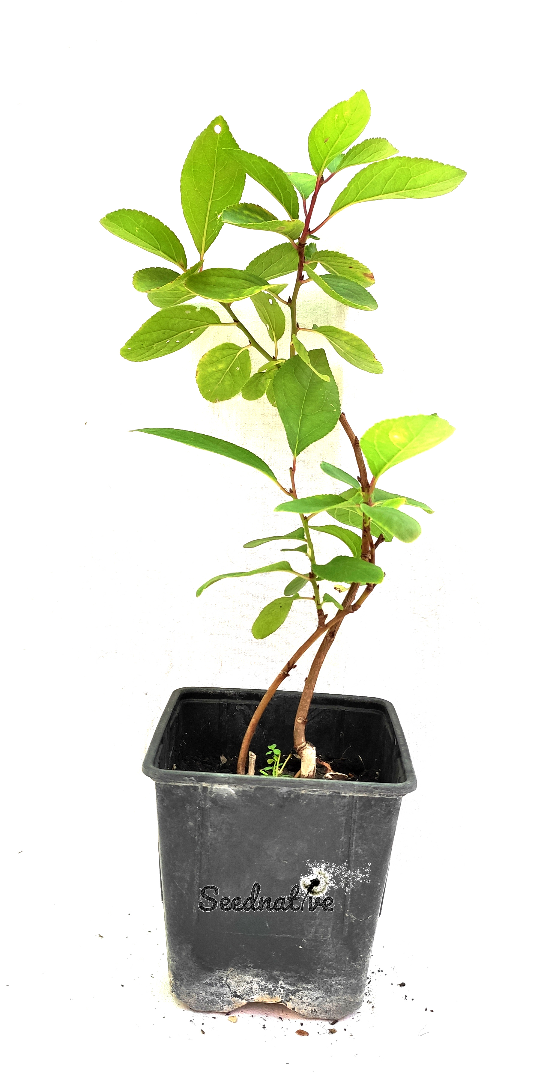 Planta Prunus domestica - Ciruelo sp