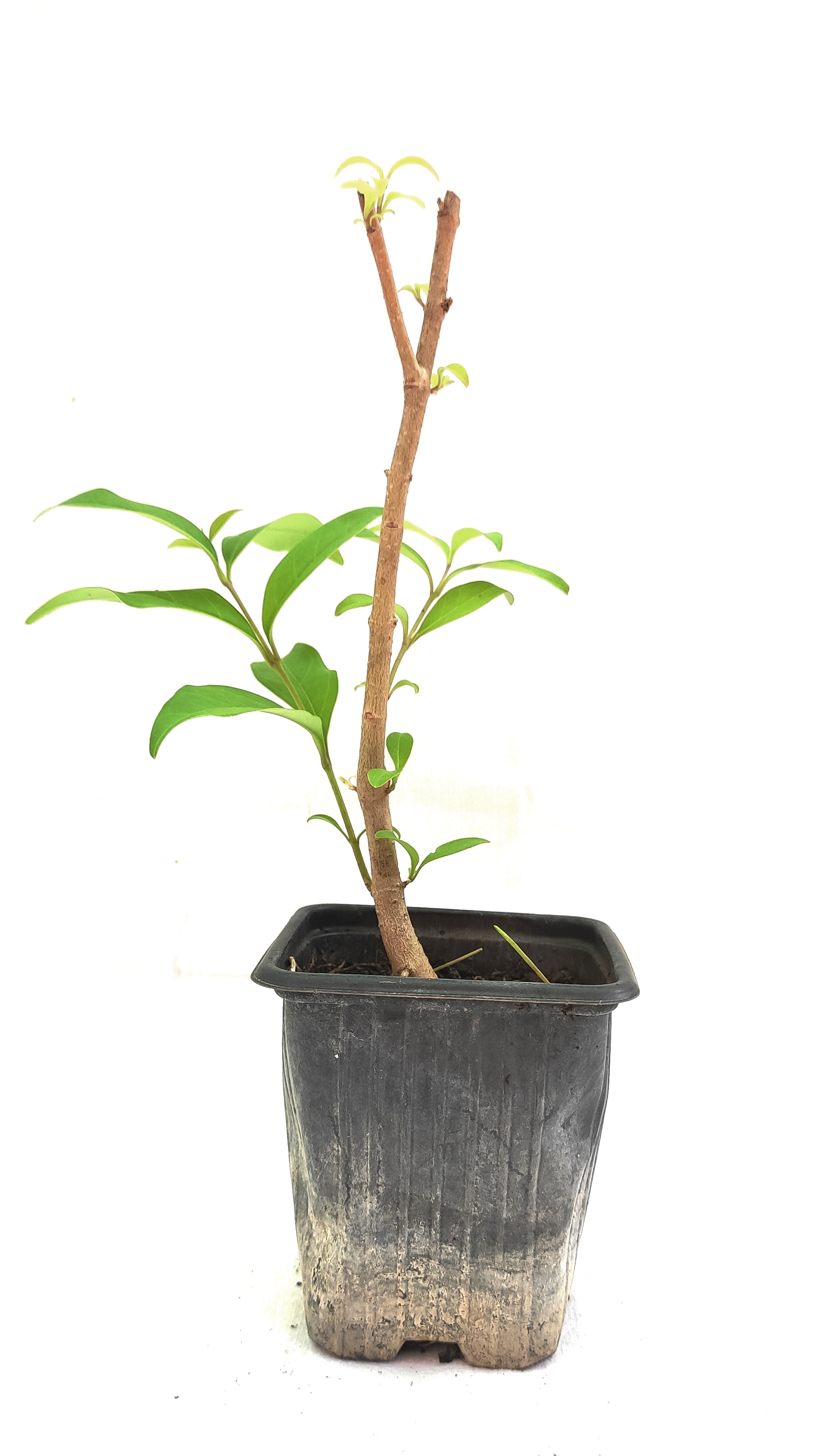 Planta Ligustrum japonicum - Aligustre del Japón