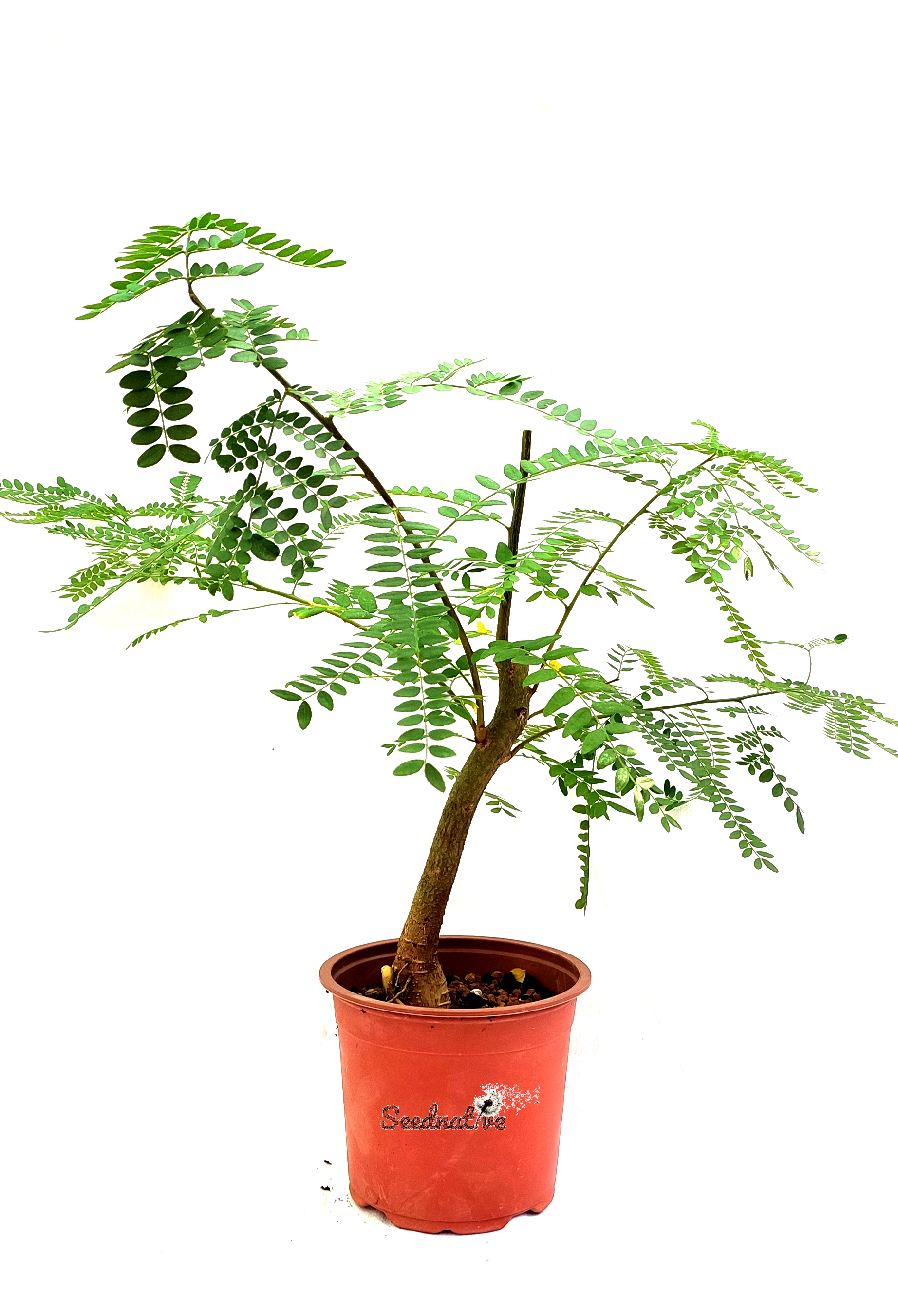 Prebonsái Robinia pseudoacacia - Falsa acacia