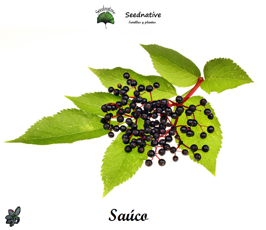 Sambucus nigra - Saúco - 1000 semillas