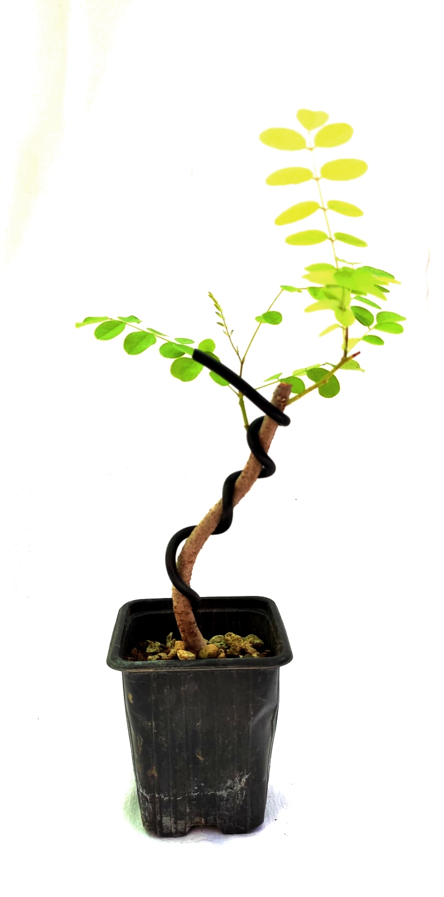 Planta Robinia pseudoacacia - Falsa acacia