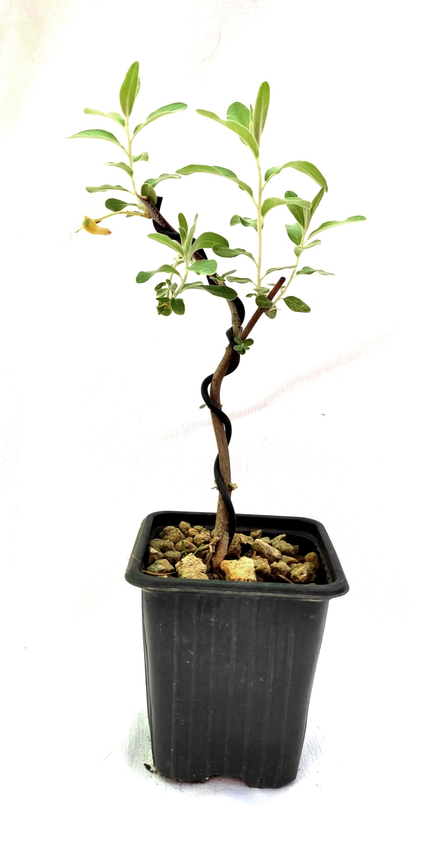 Planta de Elaeagnus angustifolia - Árbol del paraíso