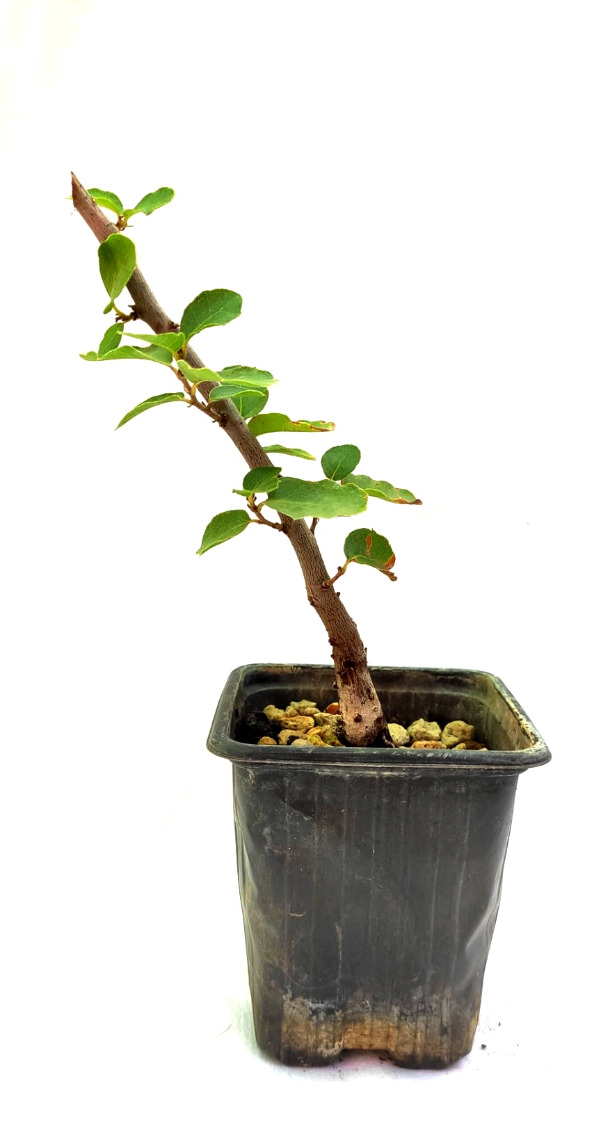 Planta de Quercus suber - Alcornoque mediterráneo