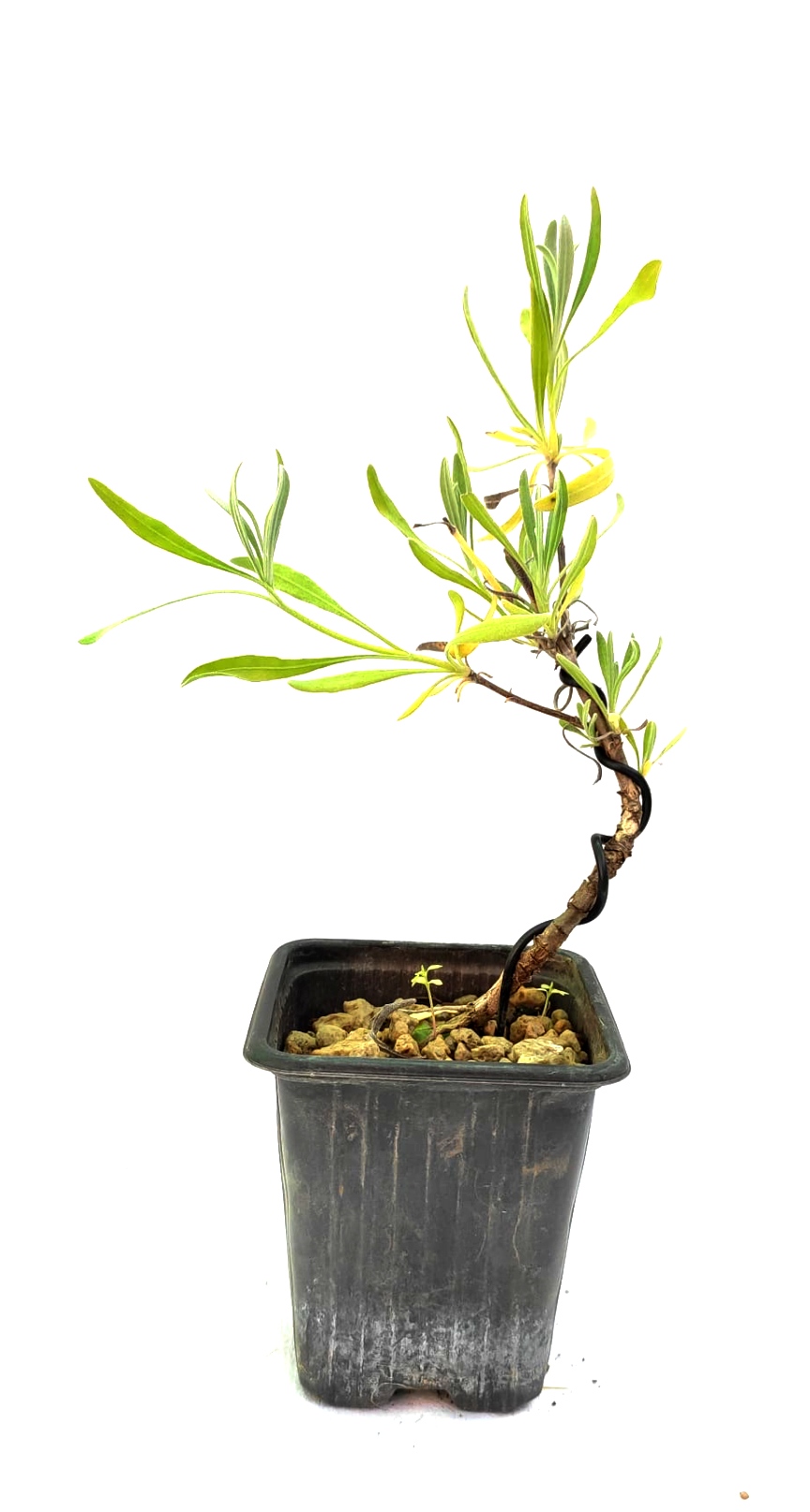 Planta de Lavandula angustifolia - Espliego 