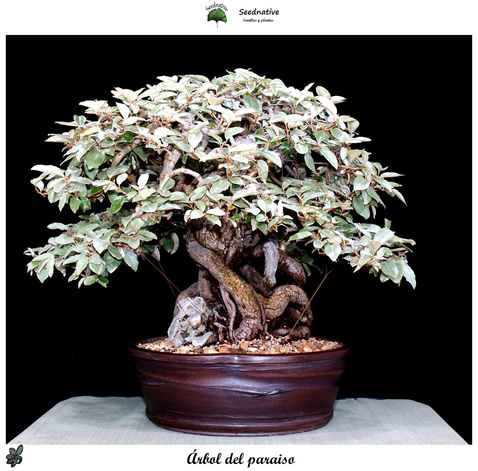 Elaeagnus angustifolia - Árbol del paraíso - 30 semillas