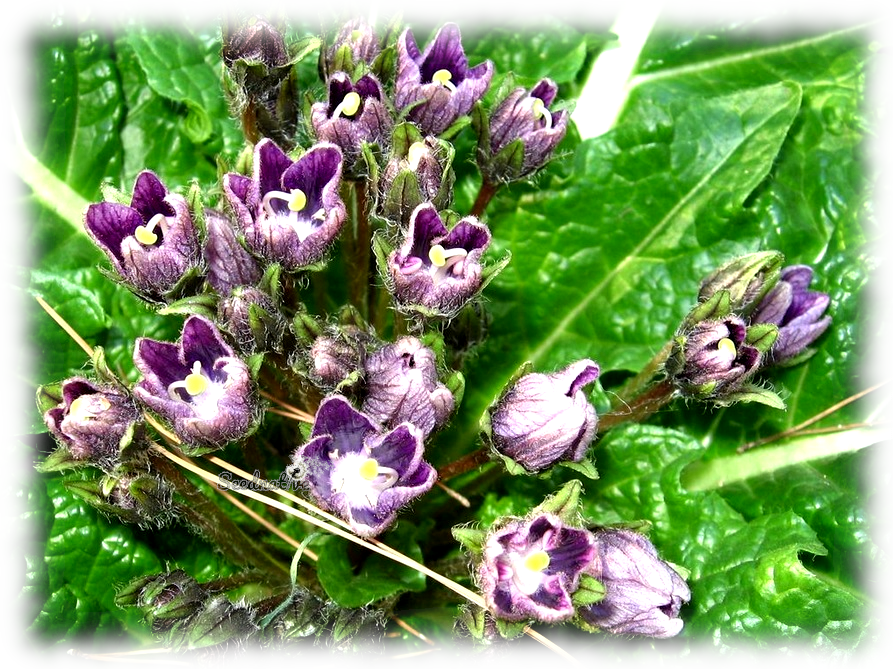 Mandragora autumnalis - Mandrágora - 25 semillas - Mandrake
