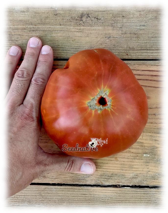 Tomate Goliat - 15 semillas