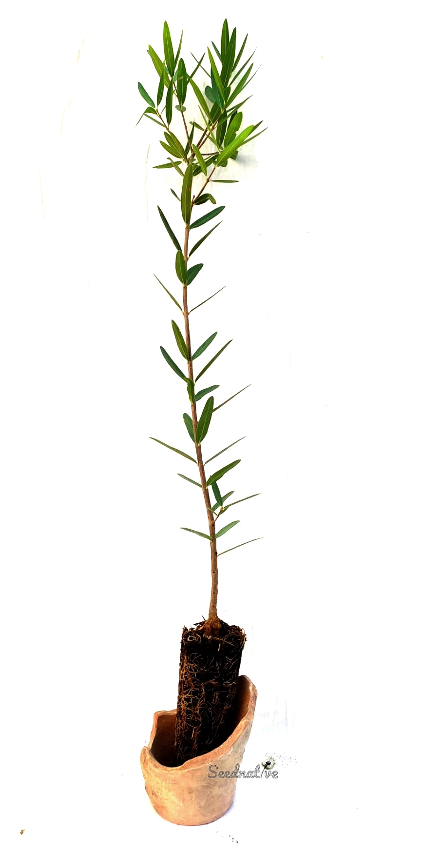 Planta de Labiérnago - Phillyrea angustifolia - 2 Años