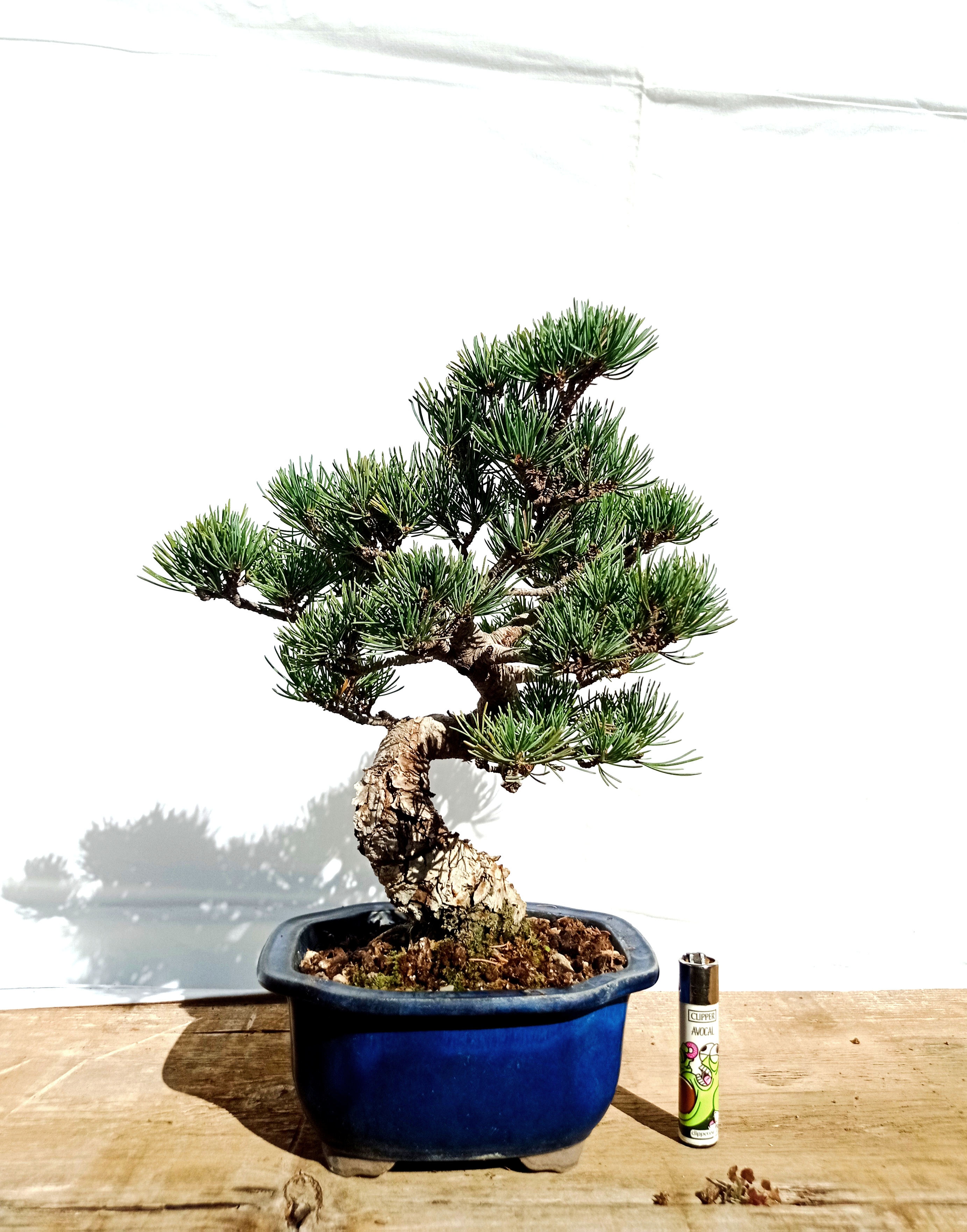 Bonsái Pinus pentaphylla - Pino blanco Japones