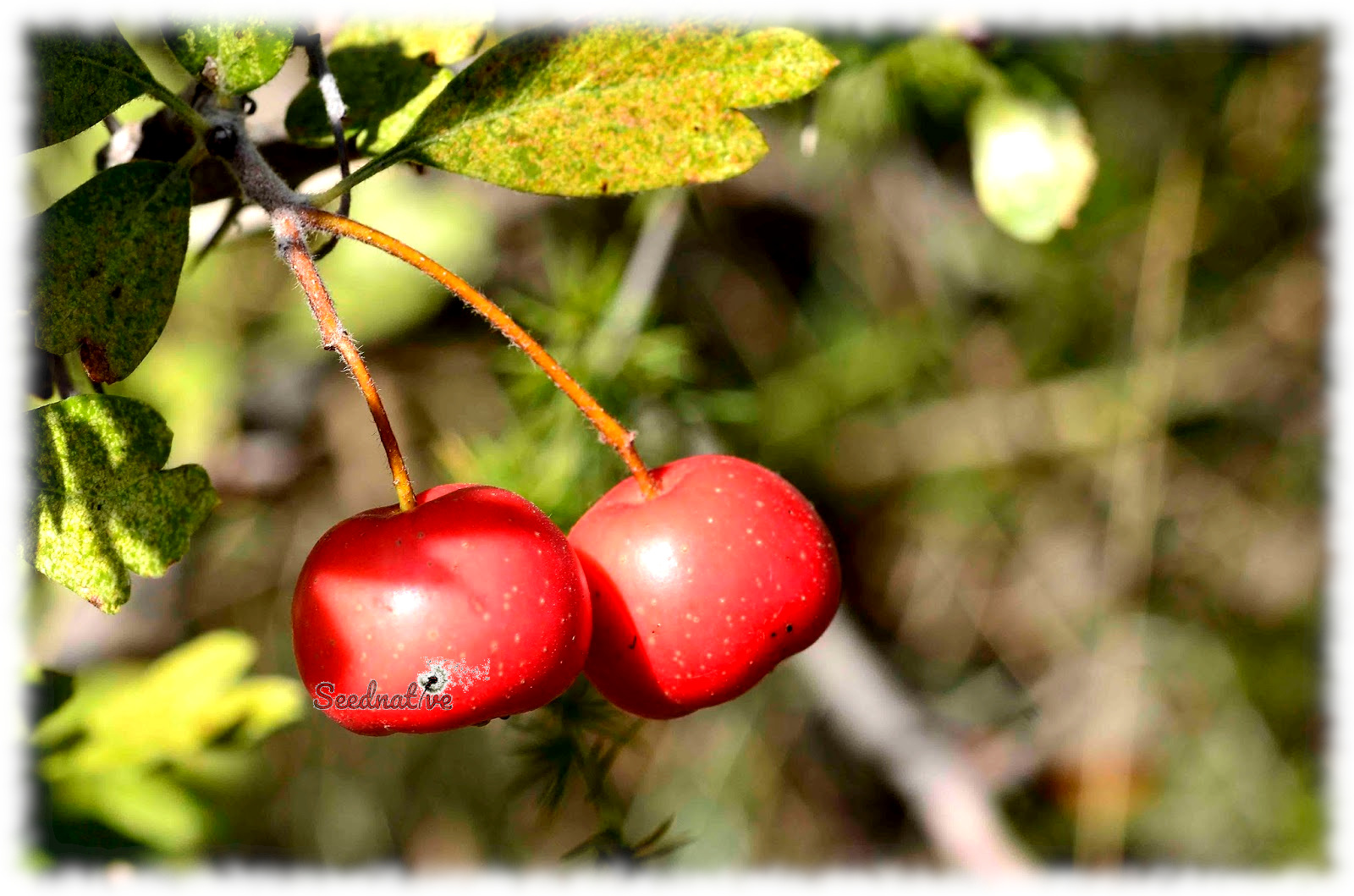 Crataegus azarolus - Acerolo Rojo - 30 semillas