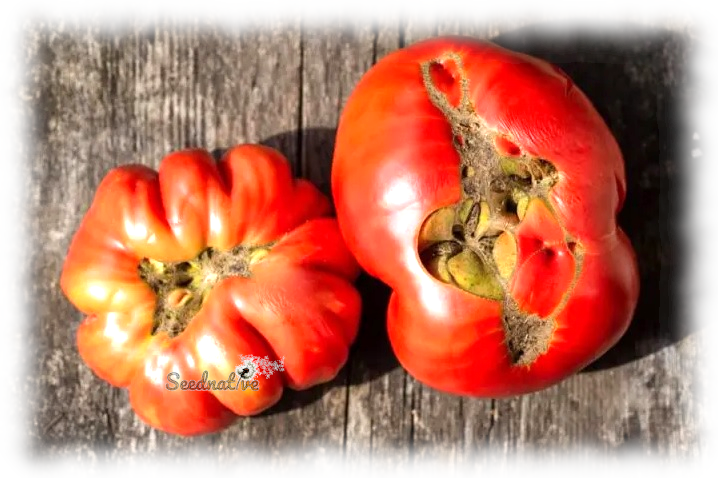 Tomate Feo de Tudela - 25 semillas - var. tomate antiguo