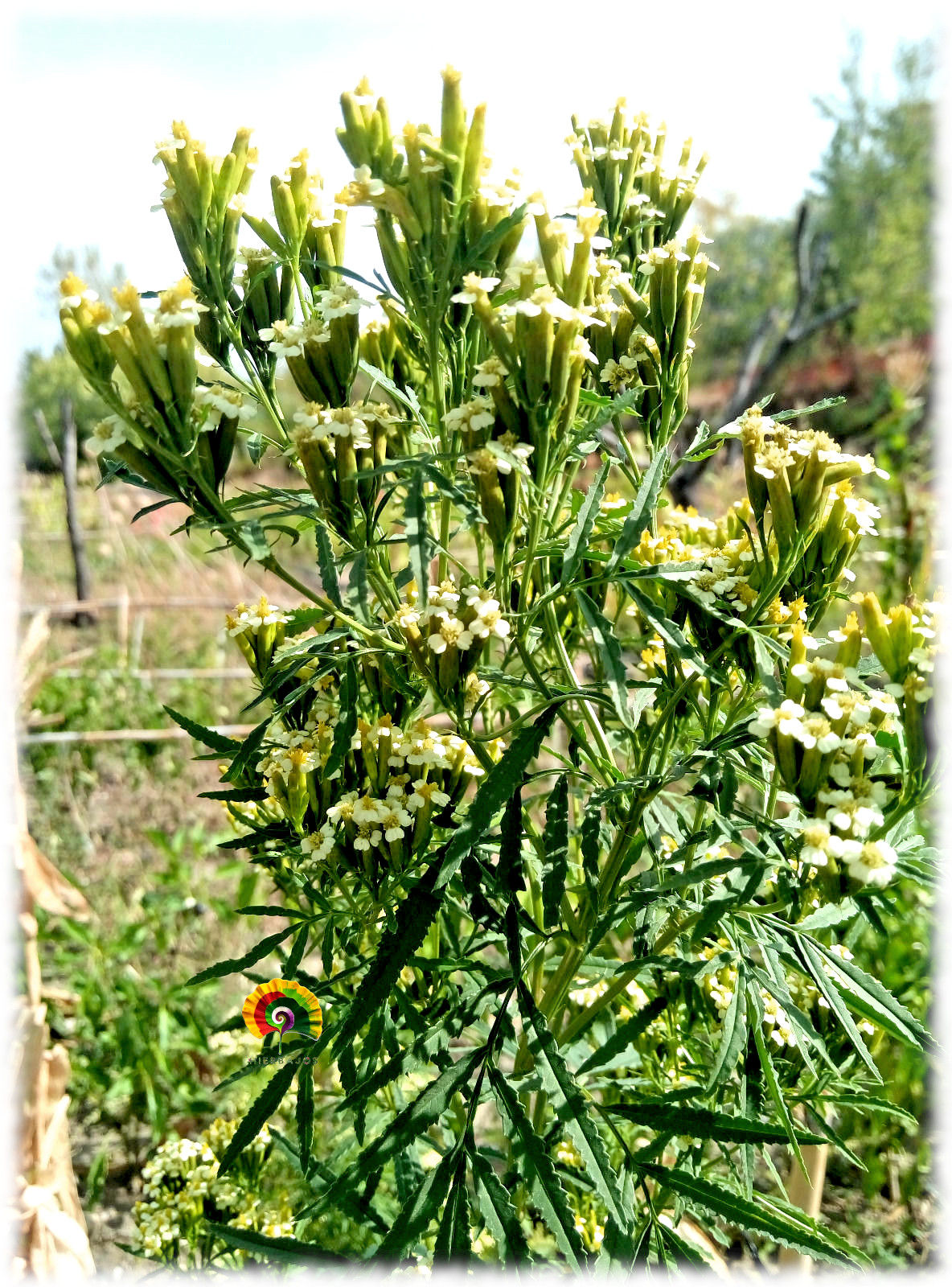 Tagetes minuta - Huacatay - 500 semillas