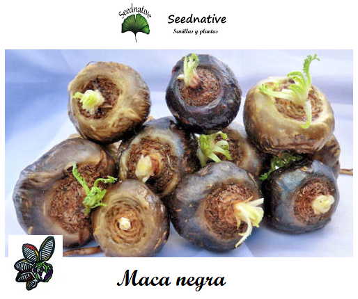 Lepidium meyenii - Maca Negra - 150 semillas - Maca Andina