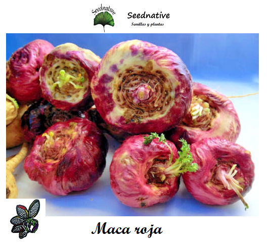 Lepidium meyenii - Maca Roja - 250 semillas - Maca Andina