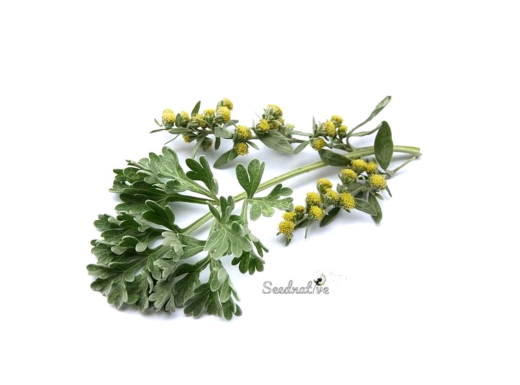 Artemisia absinthium - Ajenjo - 3000 semillas - seeds