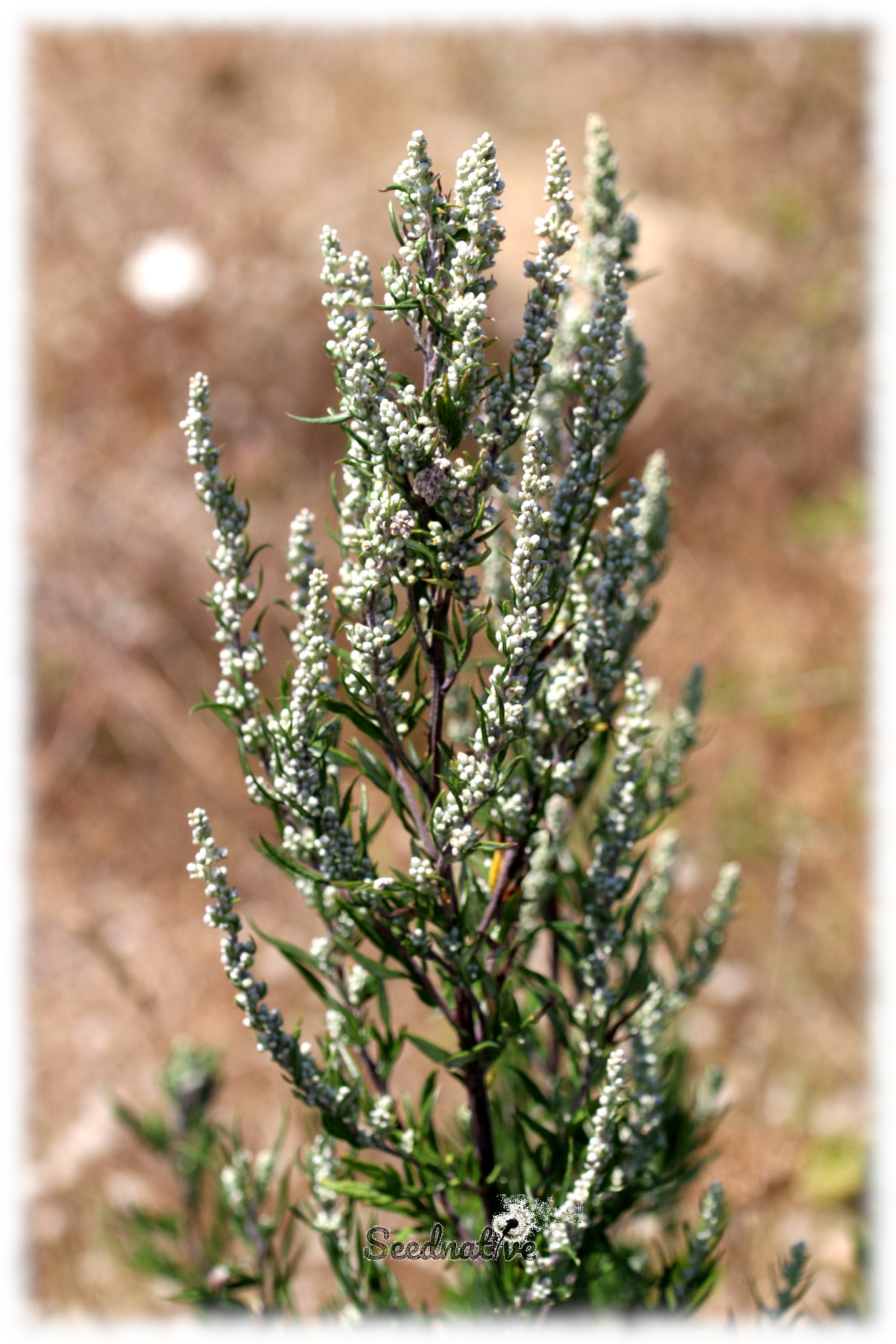 Artemisa - Artemisia vulgaris - 3000 semillas 
