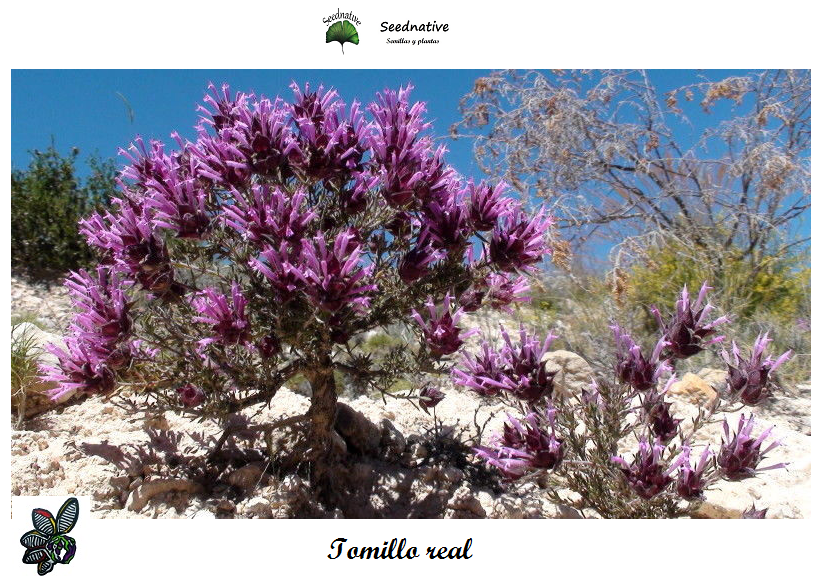 Tomillo Real - Thymus longiflorus - 500 semillas