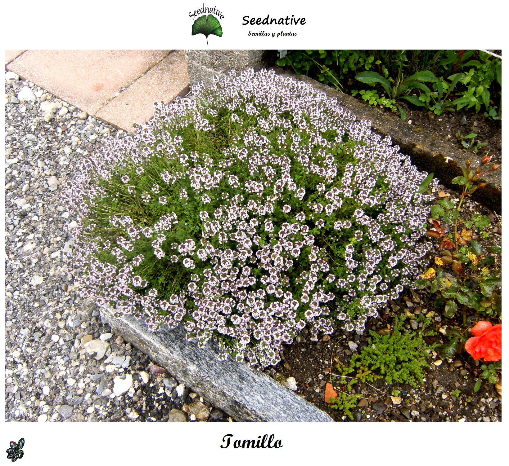 Tomillo - Thymus vulgaris - 5000 semillas - Thyme