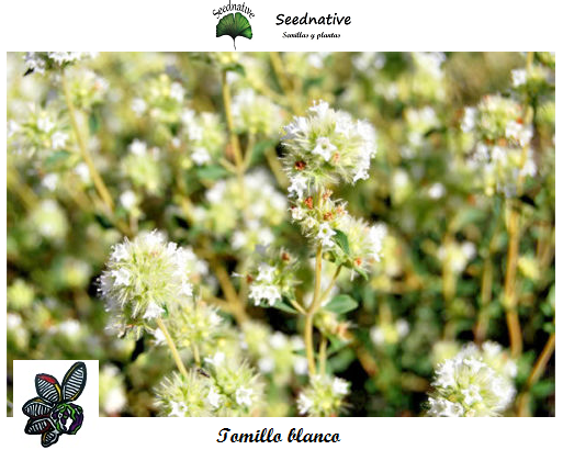 Tomillo blanco - Thymus mastichina - 500 semillas