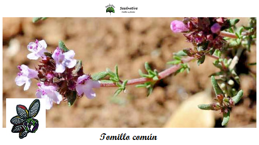 Tomillo común - Thymus orospedanus - 500 semillas