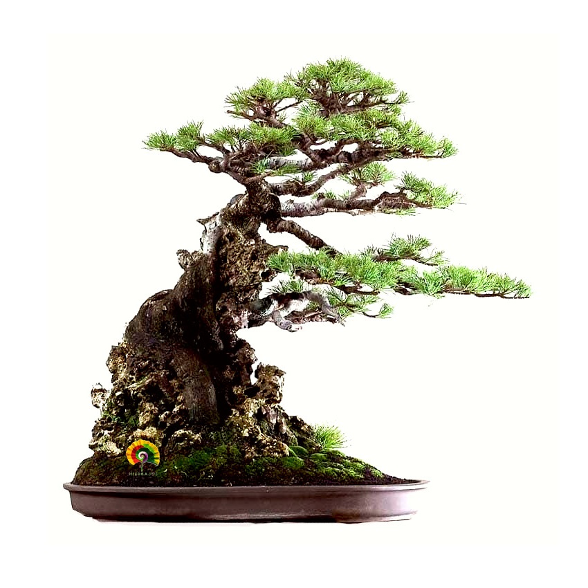 Casuarina cunninghamiana - Pino australiano - 500 semillas