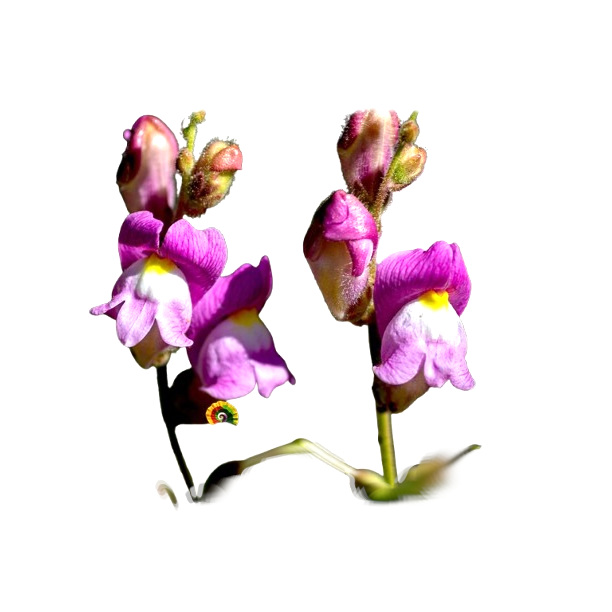 Antirrhinum barrelieri - Dragoncillo silvestre - 1000 semillas