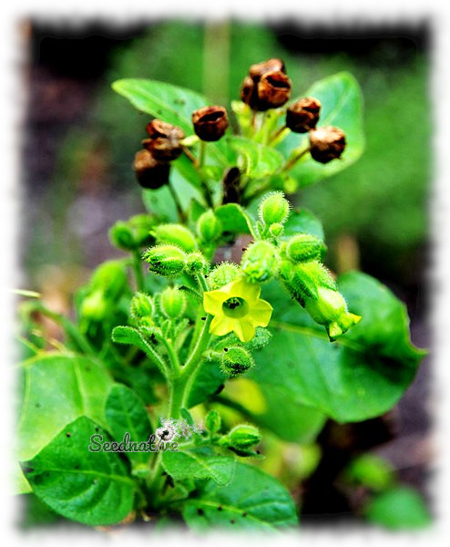 Nicotiana rustica - Mapacho - 1000 semillas - Wild aztec tobacco