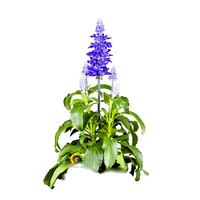 Salvia farinacea ‘Victoria Blue’ - Salvia azul - 100 semillas 